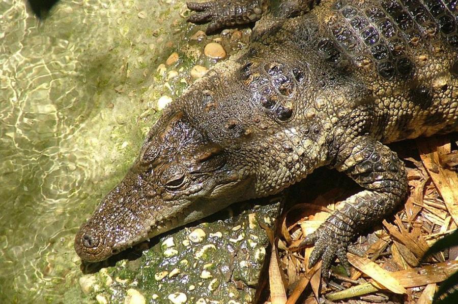 «Ноу-хау» онлайн-магазина: редкий крокодил вместо золотой рыбки