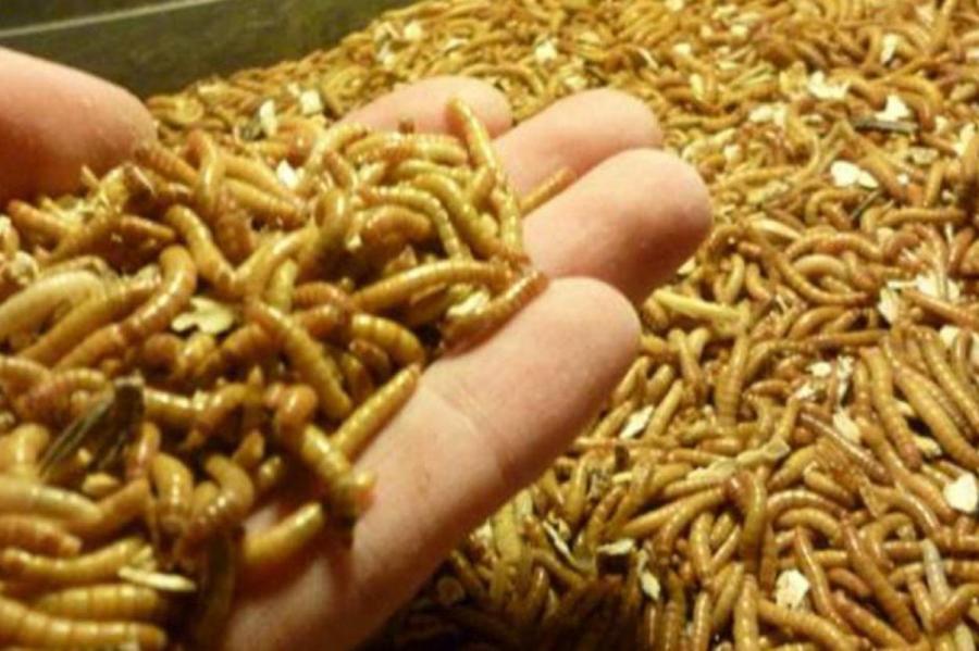 Евросоюз одобрил продажу жёлтых мучных червей для употребления в пищу