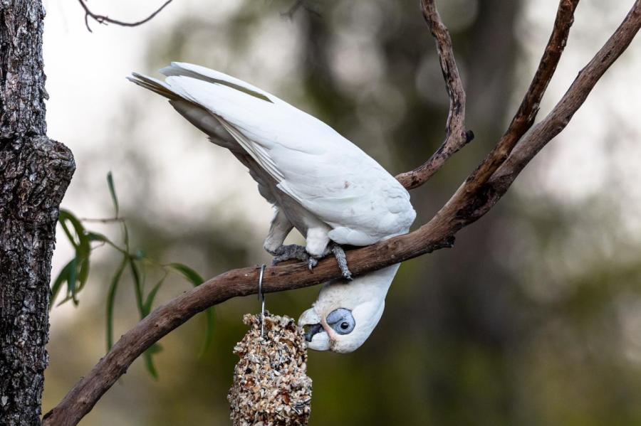 Тысячи попугаев заполонили город в Австралии