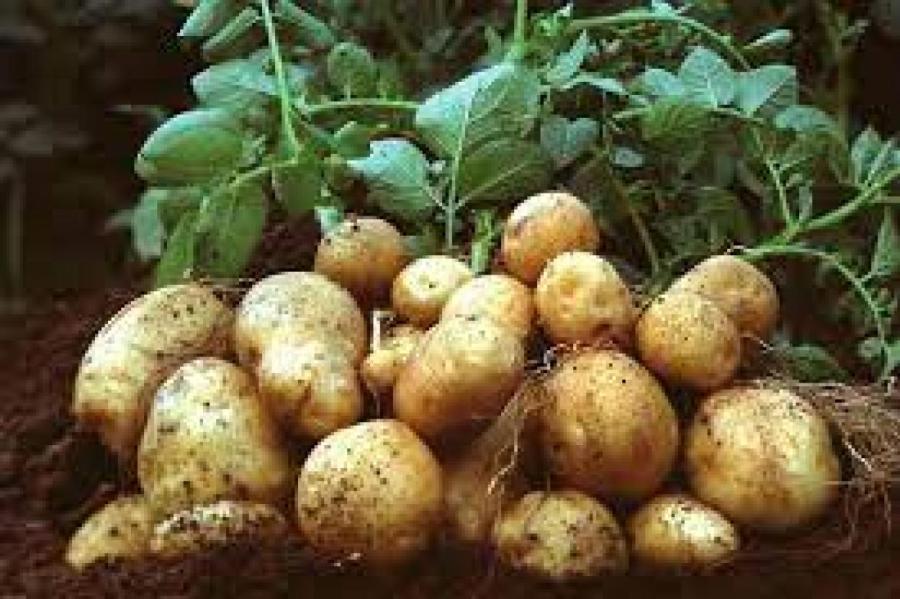 Секреты подготовки картофеля к посадке