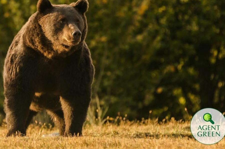 Принца Лихтенштейна обвиняют в намеренном убийстве крупнейшего медведя Европы