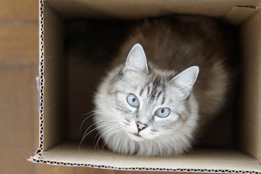 Ученые обнаружили у кошек любовь к воображаемым коробкам