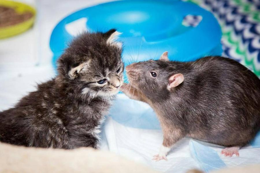 Кошки подружились с крысами