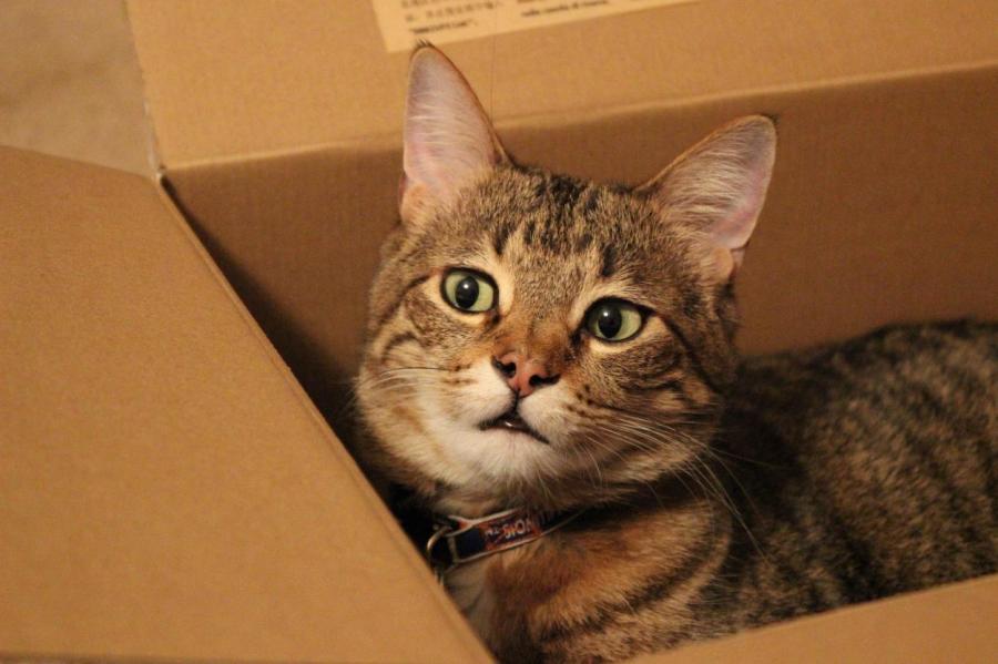 Кошки могут забираться в воображаемые коробки
