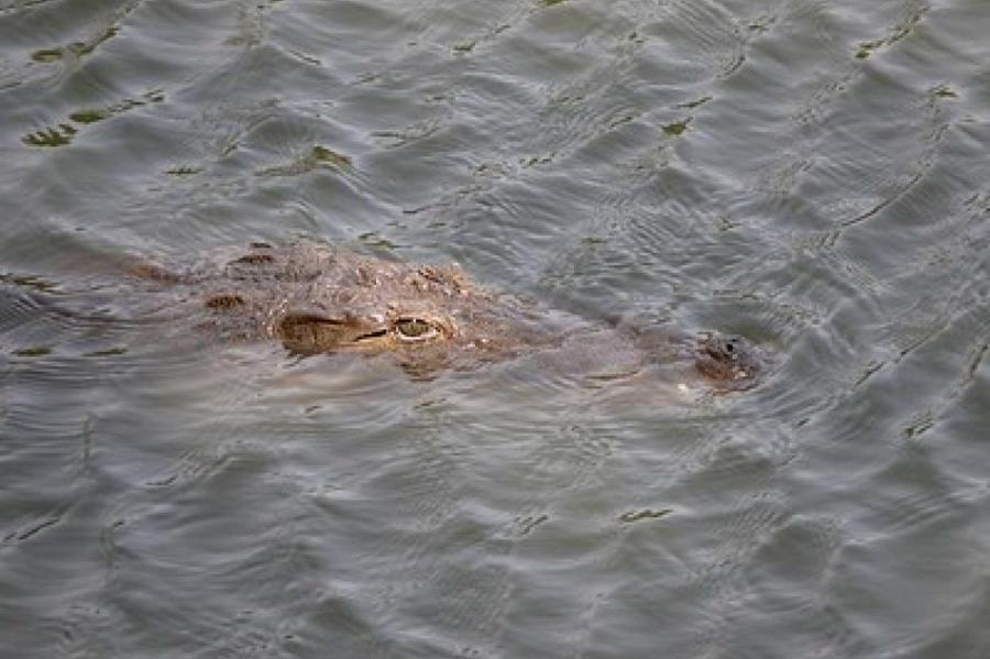 В Австралии крокодил напал на рыбаков