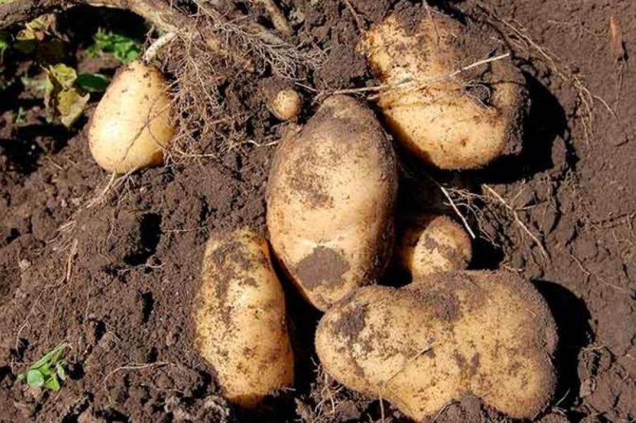 Народные приметы для посадки картофеля