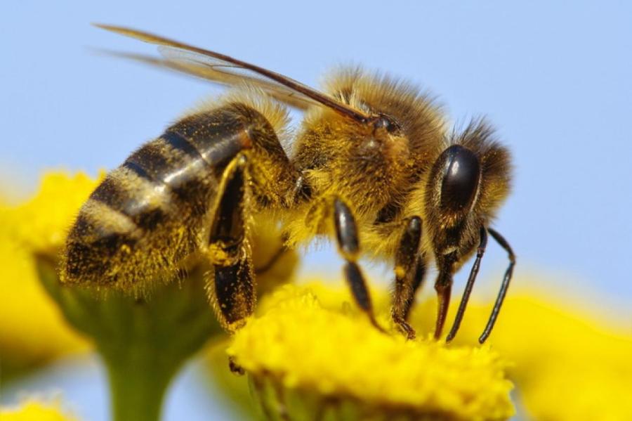 Как пчёлы пьют нектар