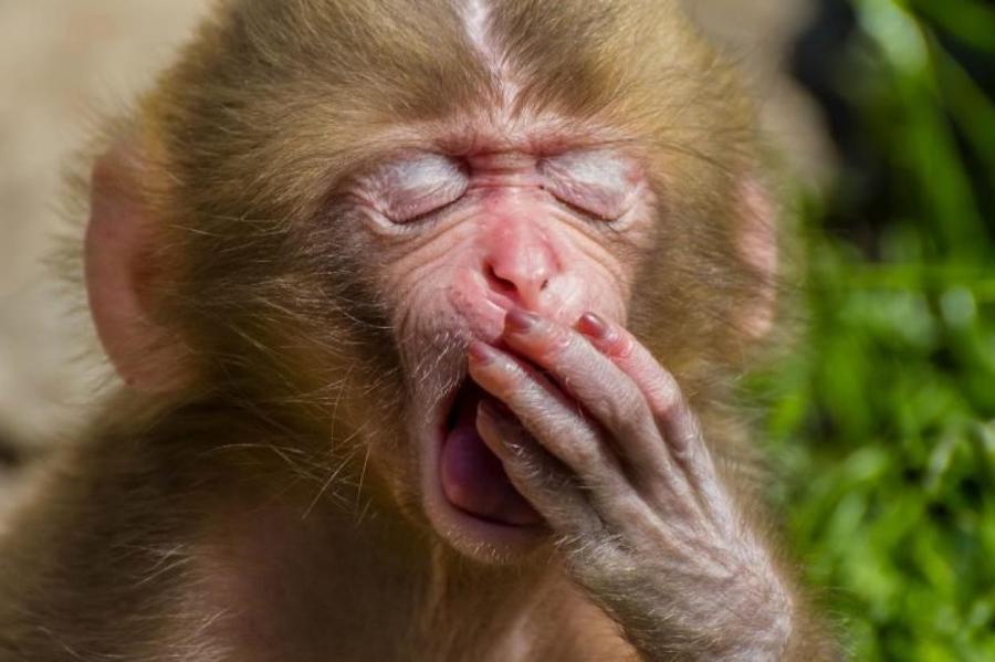 Исследование: чем дольше животное зевает, тем больше у него мозг