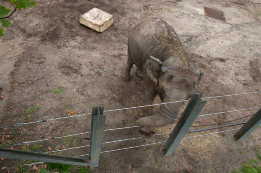 Cлониха судится с американским зоопарком из-за принудительного содержания