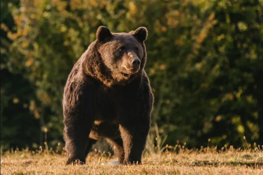 Принца Лихтенштейна обвинили в убийстве самого большого медведя Румынии