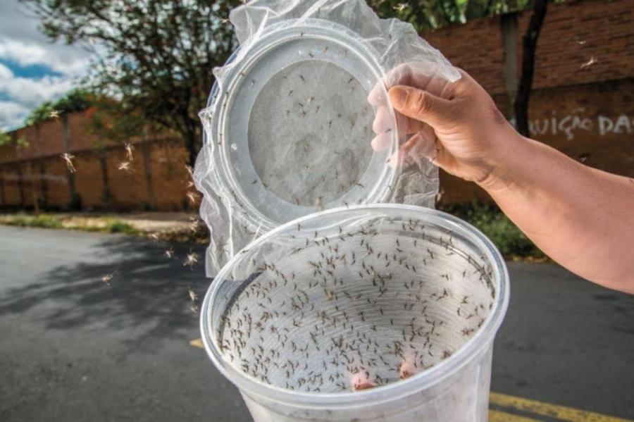 Ученые выпустили на волю миллионы генетически модифицированных комаров