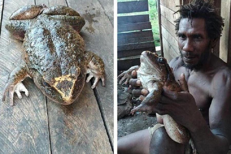 Лягушку размером с ребенка нашли на Соломоновых островах