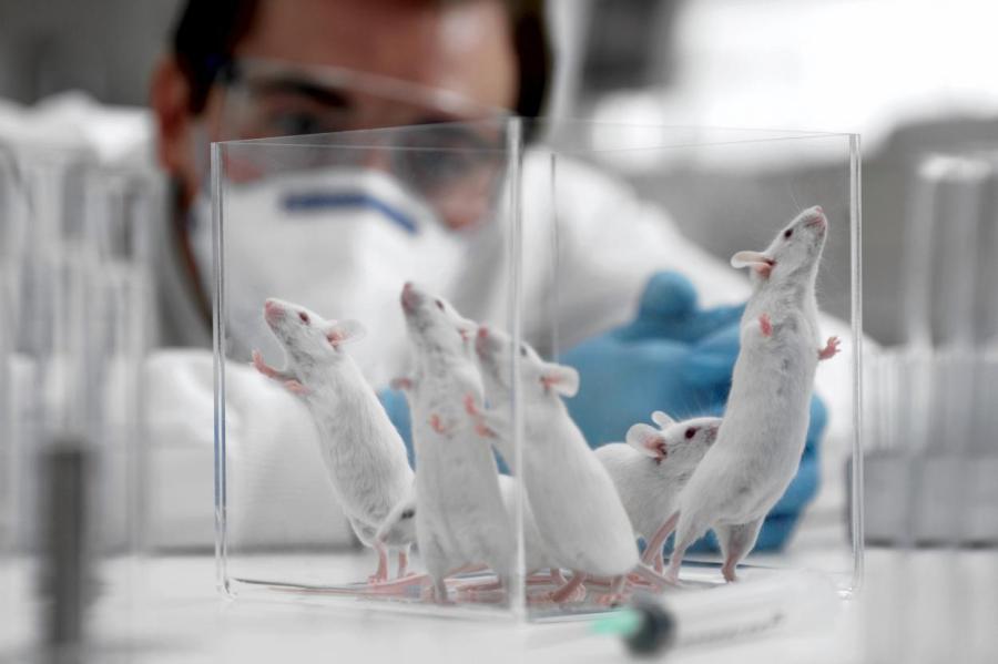 Ученые вживили мышам мозговые имплантаты и заставили их стать друзьями