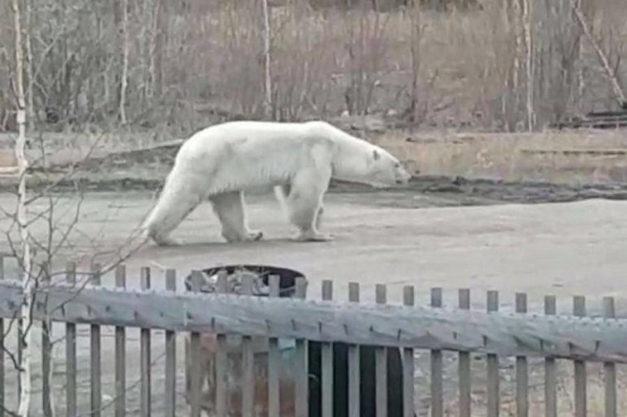 Зачем в Якутии ловили редкого белого медведя