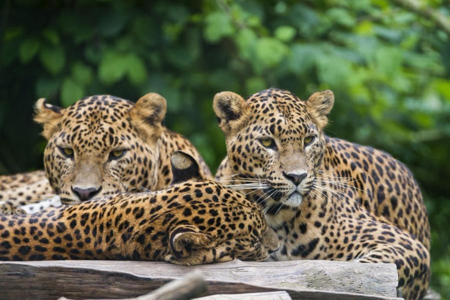 Китайский зоопарк замалчивал побег трёх леопардов