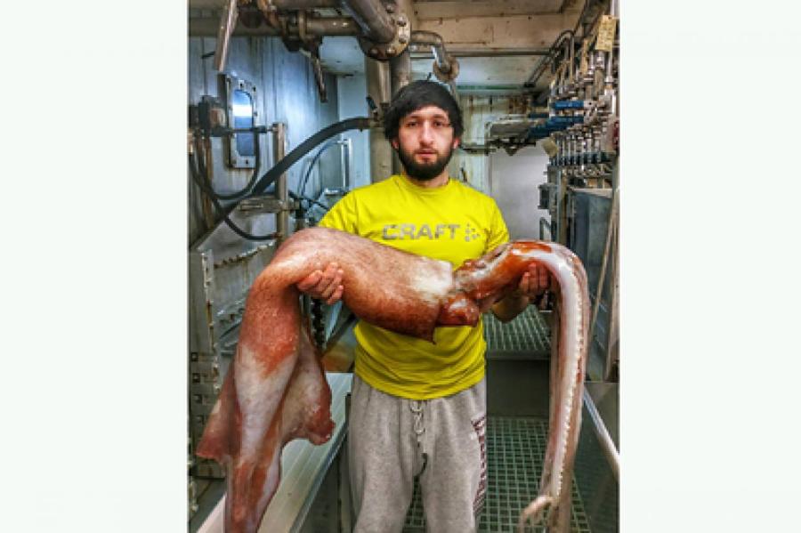 Моллюск-гигант попался в российские сети: Омаров поймал кальмара!
