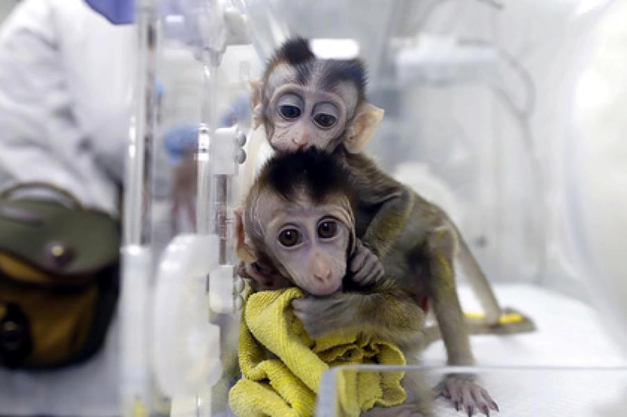 В Китае зафиксировали нехватку обезьян для лабораторных исследований