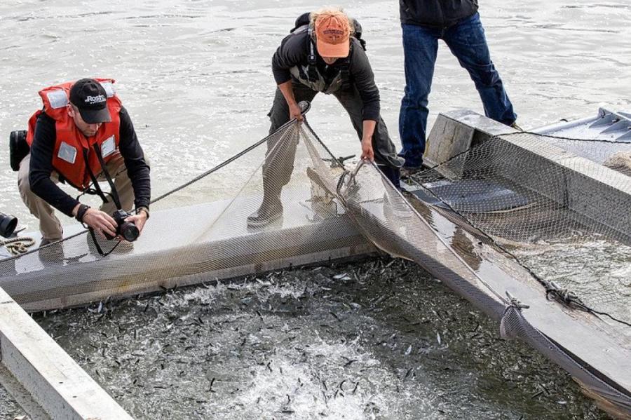 Засуха в Калифорнии: мальки лосося не могут добраться до океана