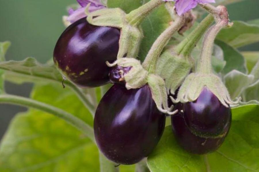 Нельзя сажать после картофеля и томатов: как получить обильный урожай баклажанов