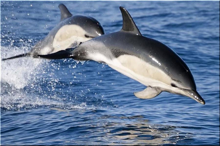 Дельфинов убивают рыбаки?