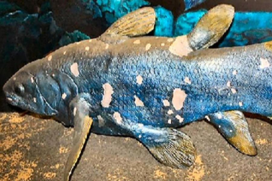 Возле Мадагаскара нашли "четвероногих рыб"