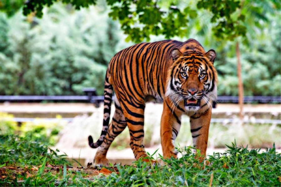 Сбежавшая тигрица убила человека