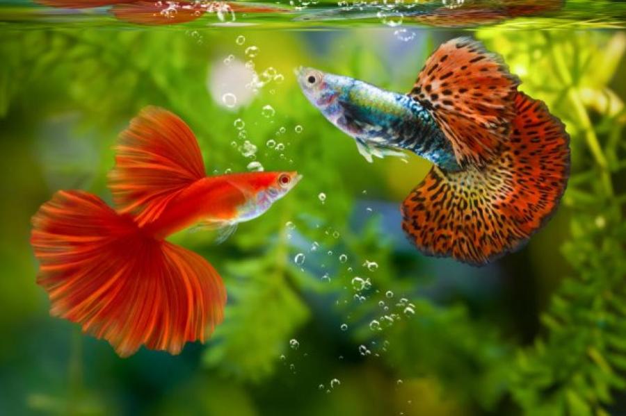 Посадка и адаптация новых рыбок в аквариум