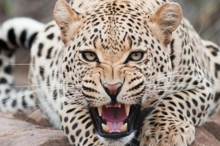 Леопард съел гну