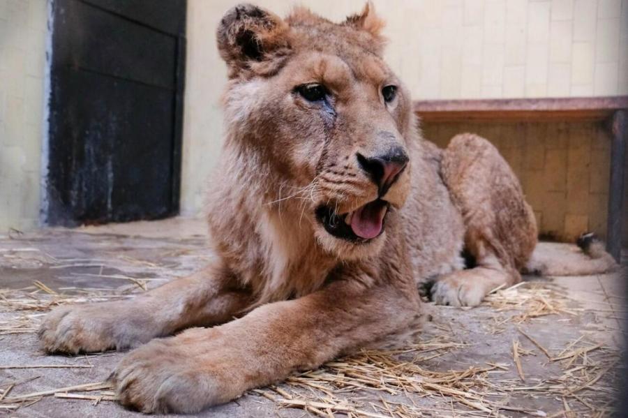 Активисты выходили умирающего льва из болгарского зоопарка