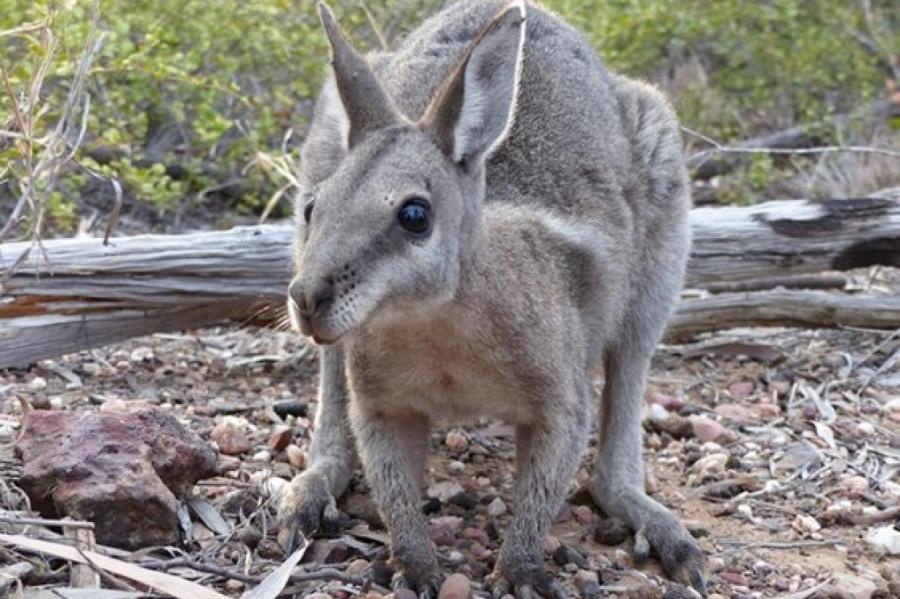 В Австралии спасли популяцию карликовых кенгуру