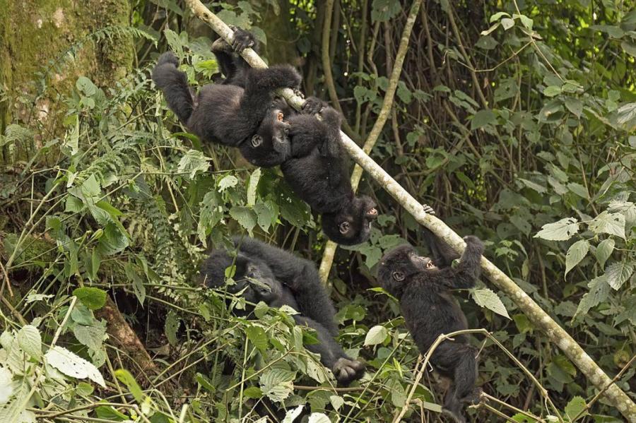 Горных горилл мучают болезни