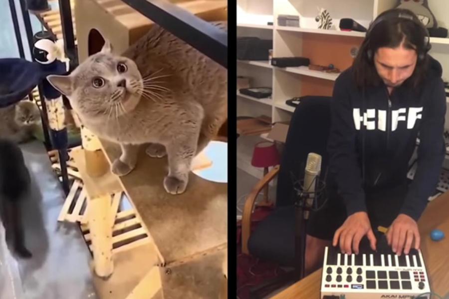Музыканты со всего мира записали совместный трек с котом