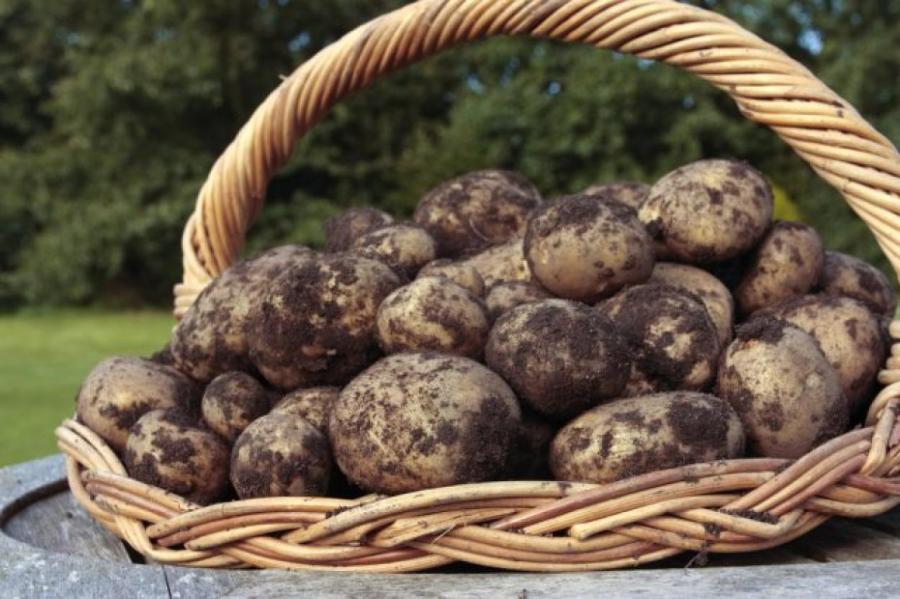 Что получится, если посадить картофель в июне