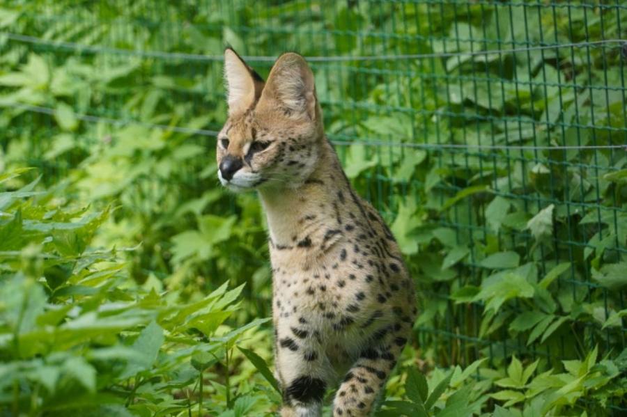 BB.lv: В Рижском зоопарке новые постояльцы – коты с самыми длинными ушами и  ногами