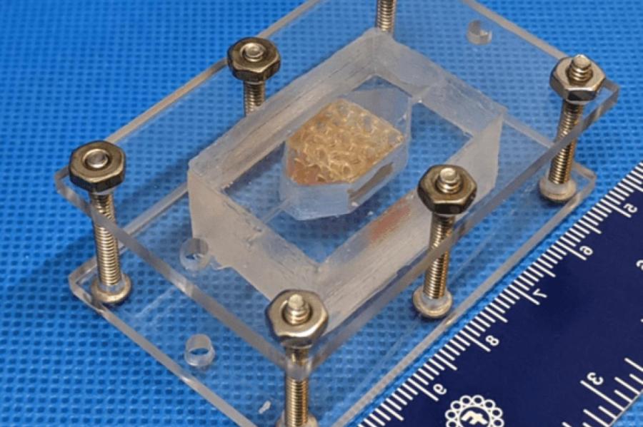 Американские учёные напечатали на 3D-принтере жизнеспособные образцы печени