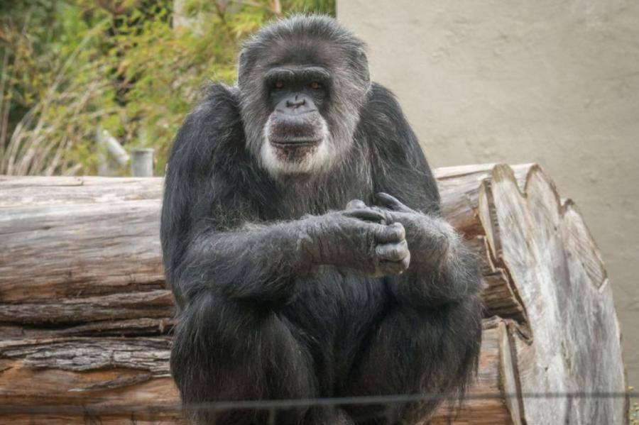 Умер старейший шимпанзе США