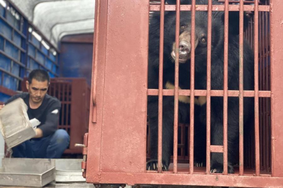 Самая масштабная операция по спасению медведей в Китае