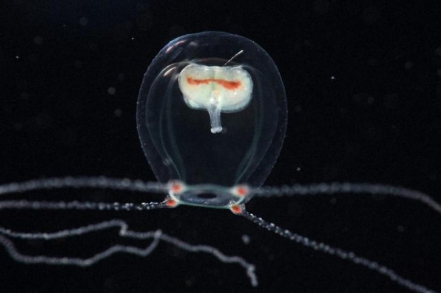 Новый вид медуз из Японии