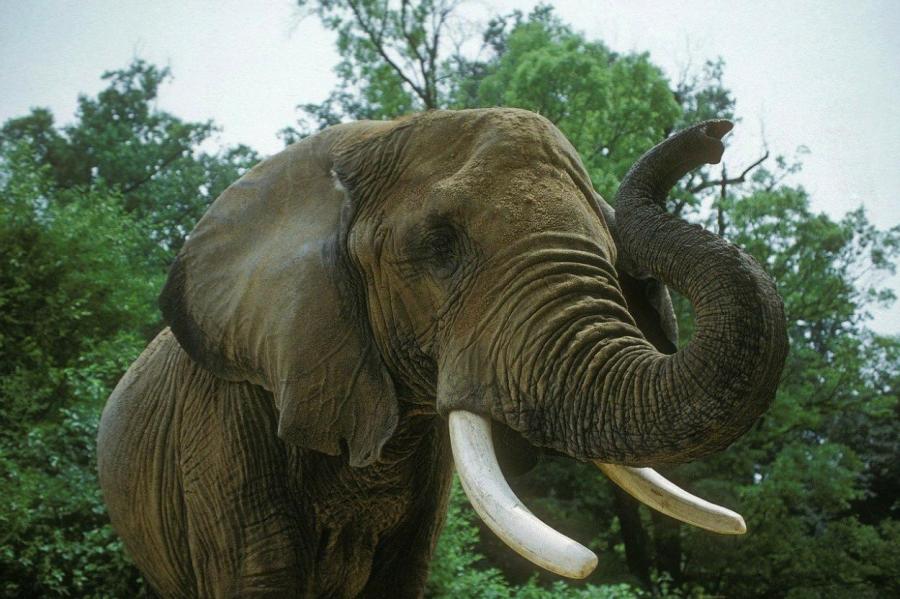Всасывающая сила слонов: её можно сравнить со скоростью современного поезда