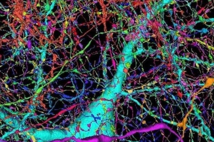 Google создал самую подробную карту части мозга человека