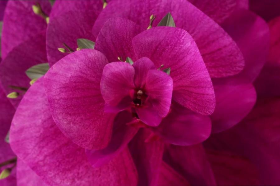 Ярко-розовый Orchid Flower — цвет 2022 года