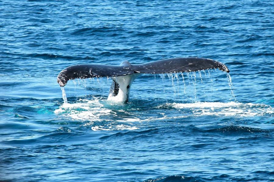 В США дайвер попал в пасть кита, но выбрался оттуда живым