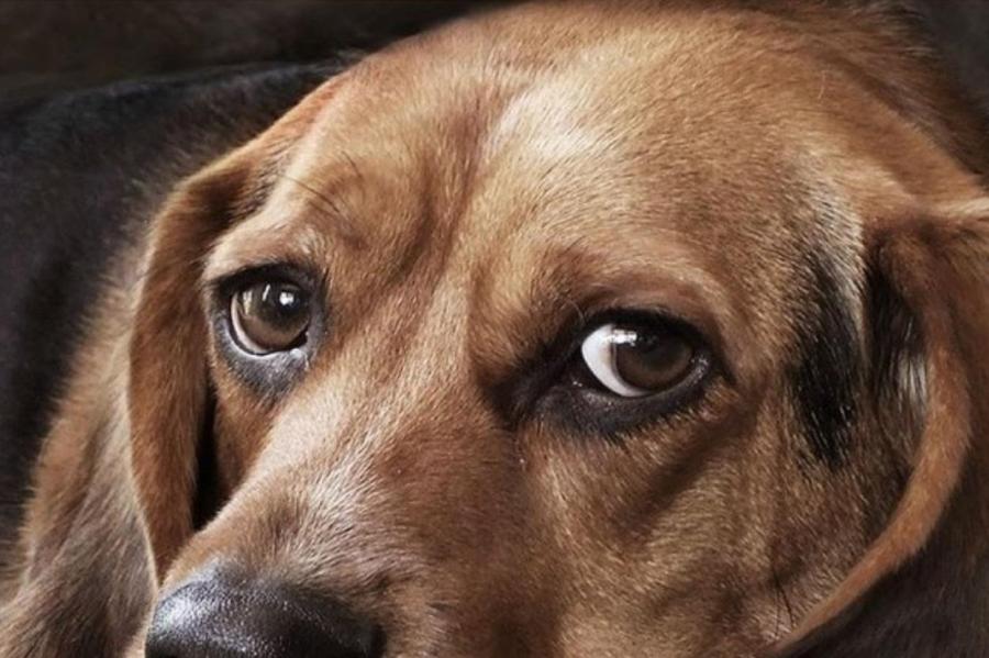 Собачье дело: за измученного пса Арчи грозит штраф в 1000 евро