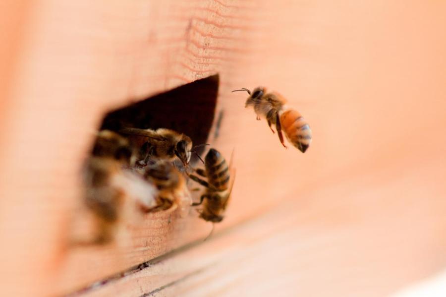 У пчел обнаружили способность клонировать себя