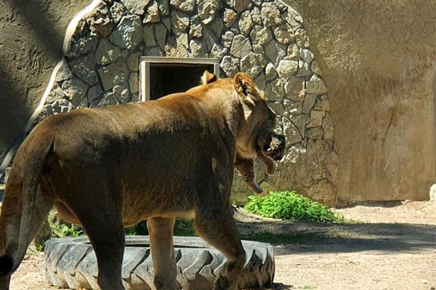 В Рижском зоопарке можно посмотреть на новорожденных львят
