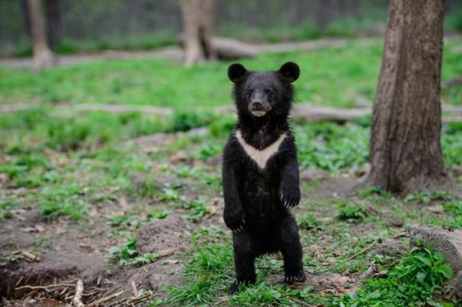 Гималайского медвежонка спасли в российском Приморье