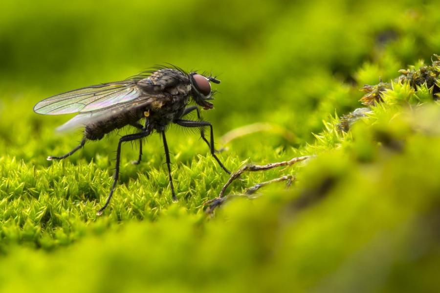 Как избавиться от мух дома и на даче: проверенные методы