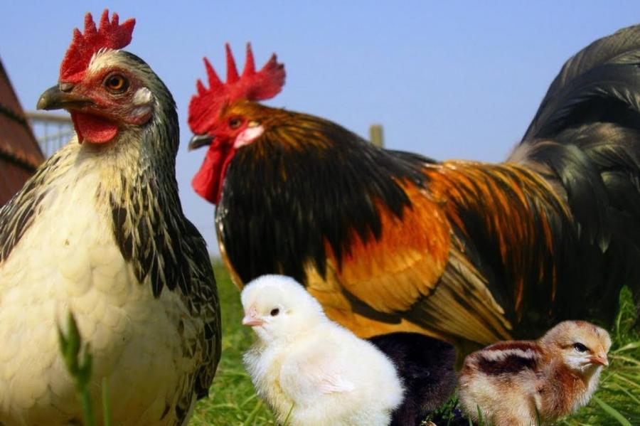Курицы и петухи в древности доживали до глубокой старости