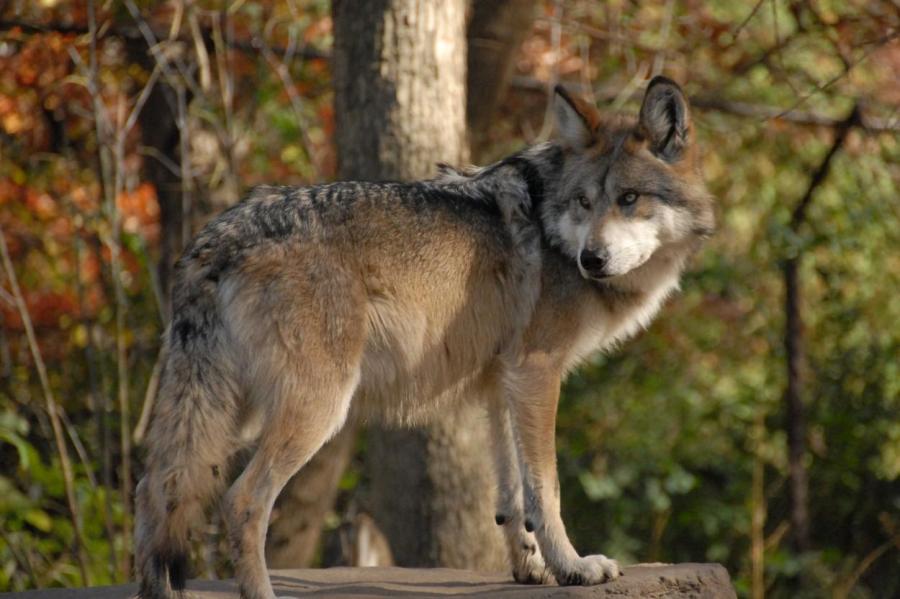Мексиканские волки возвращаются в дикую природу