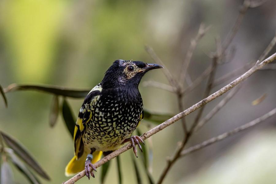 Орнитологи учат птиц петь брачные песни